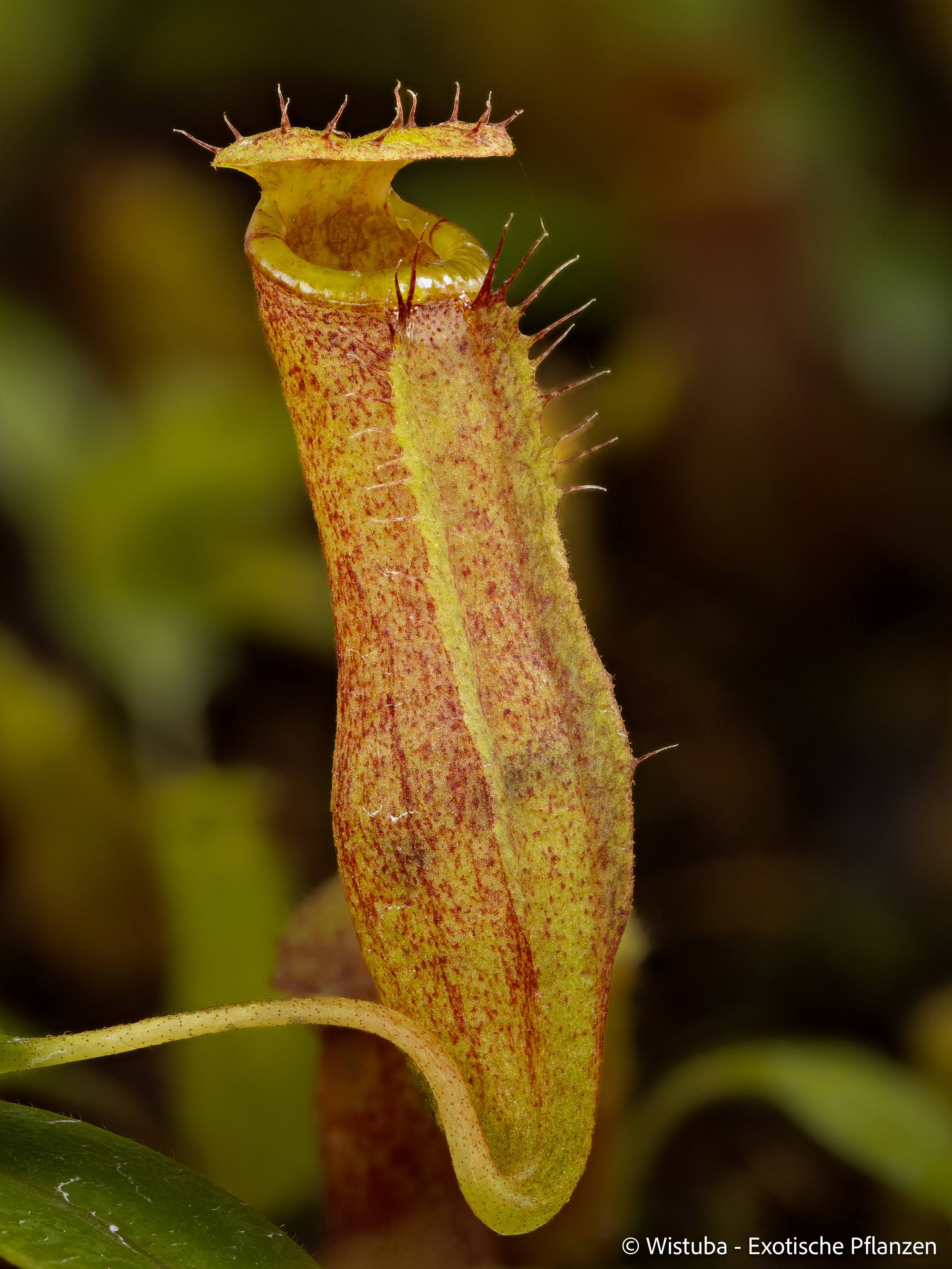 Nepenthes (lowii x merrilliana) x inermis