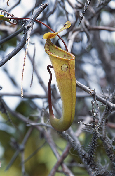 Nepenthes dubia (Gunugn Talamau, West Sumatra)