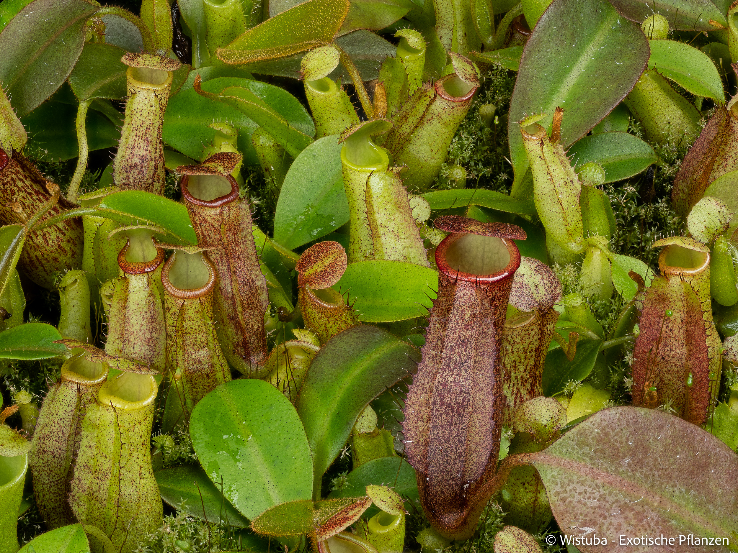 Nepenthes (campanulata x maxima) x eymae (Katopasa)