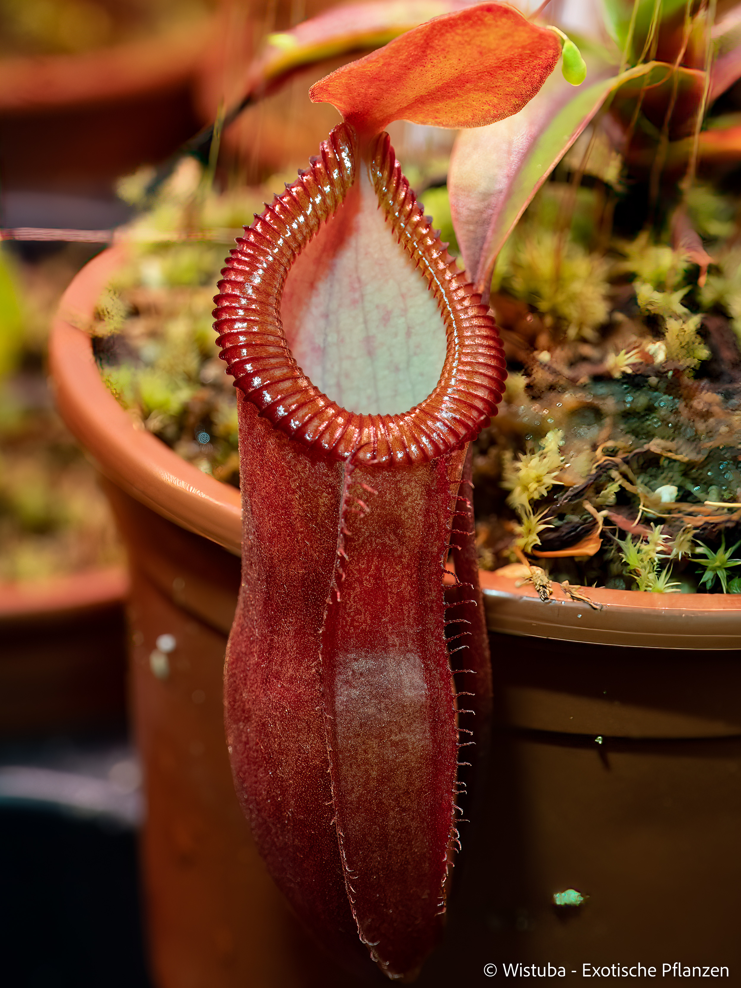 Nepenthes dubia x diabolica