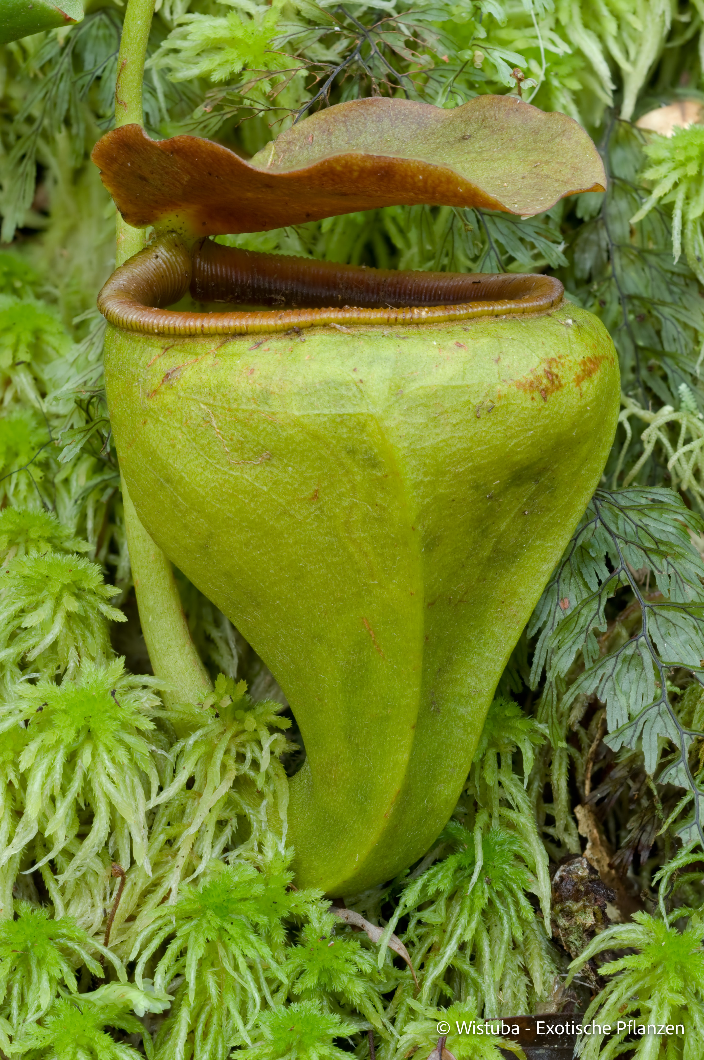 Nepenthes undulatifolia (Sulawesi)