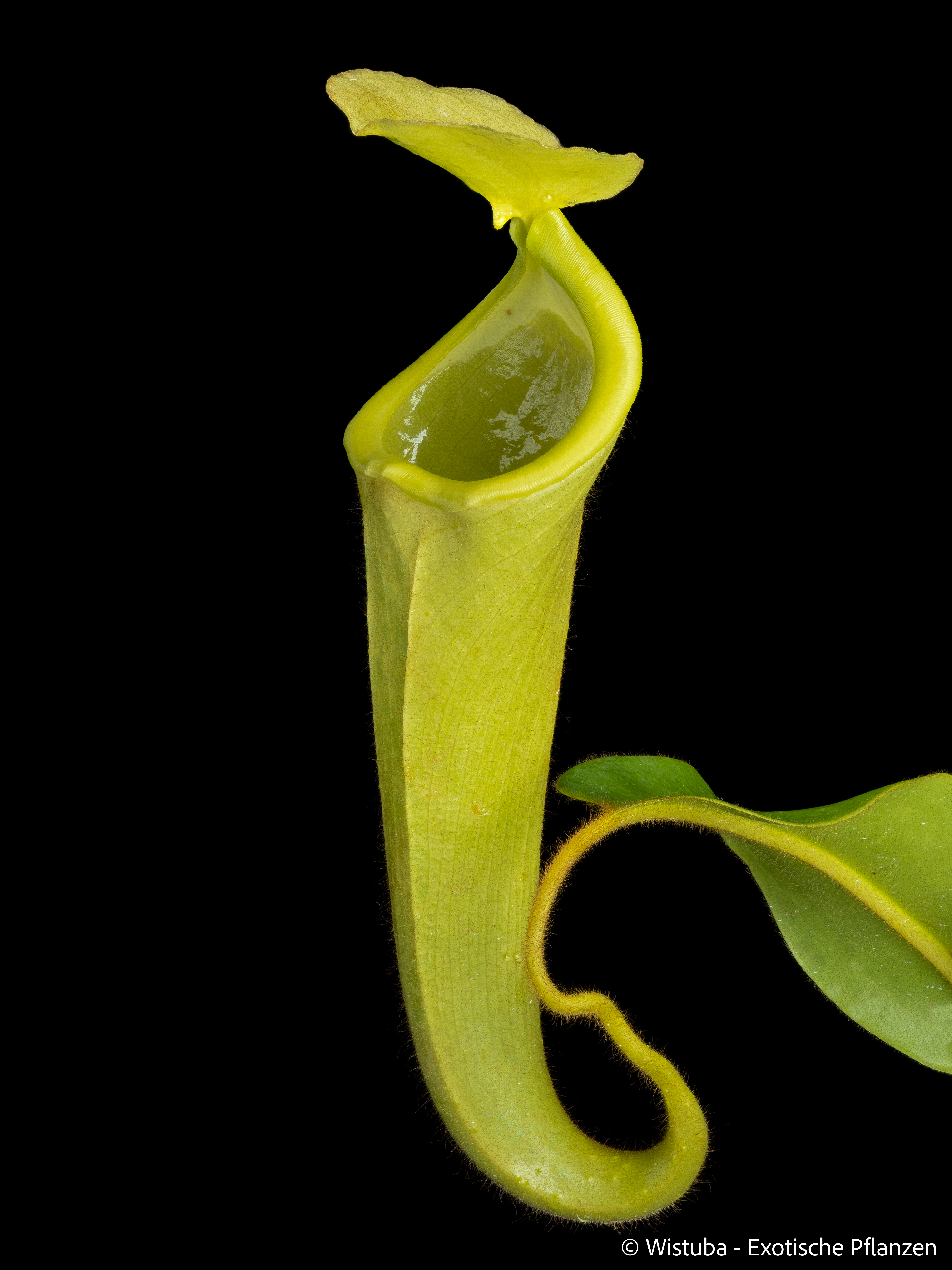 Nepenthes chaniana (Borneo)