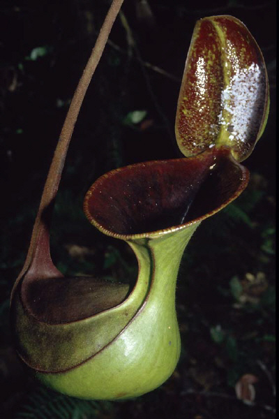 Nepenthes lowii (Gunung Mulu, Borneo)
