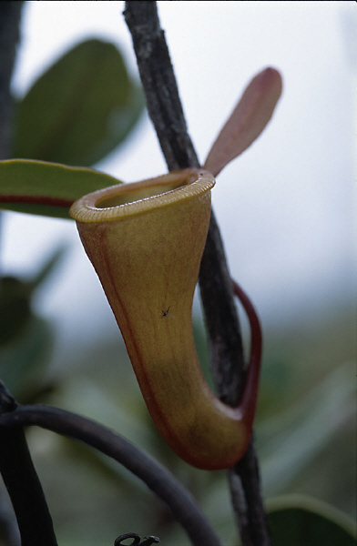 Nepenthes dubia (Gunugn Talamau, West Sumatra)