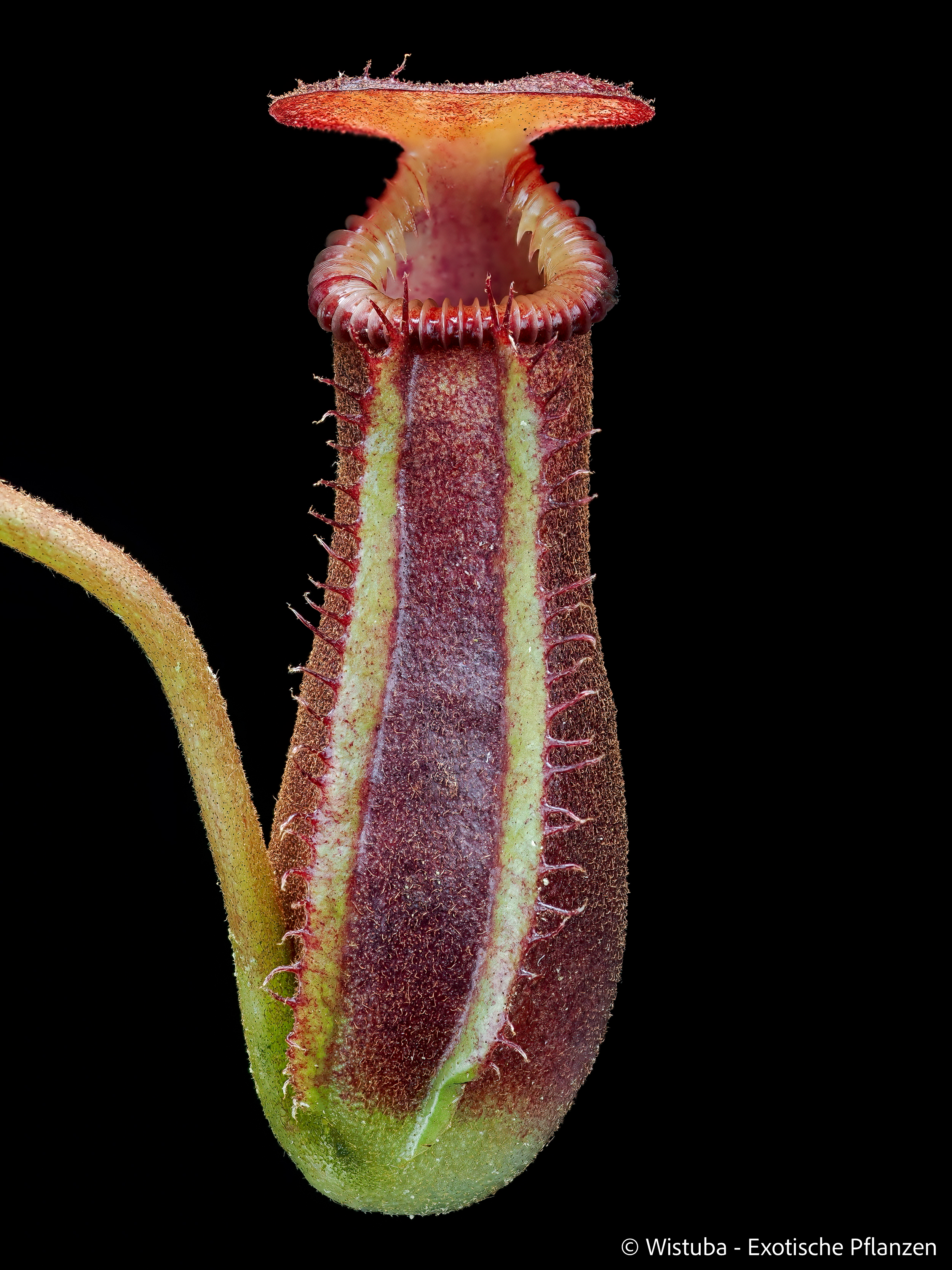 Nepenthes lowii x edwardsiana