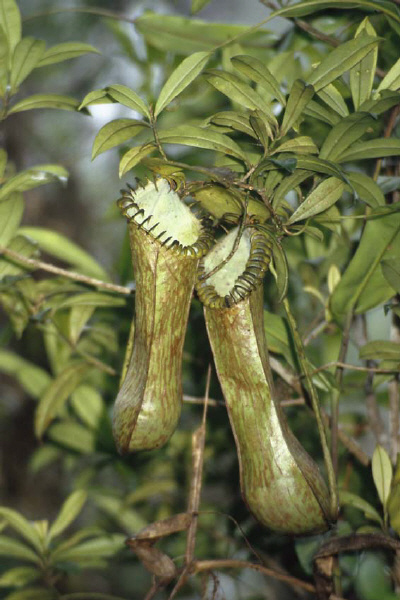 Nepenthes hamata (Gunung Lumut, Sulawesi)
