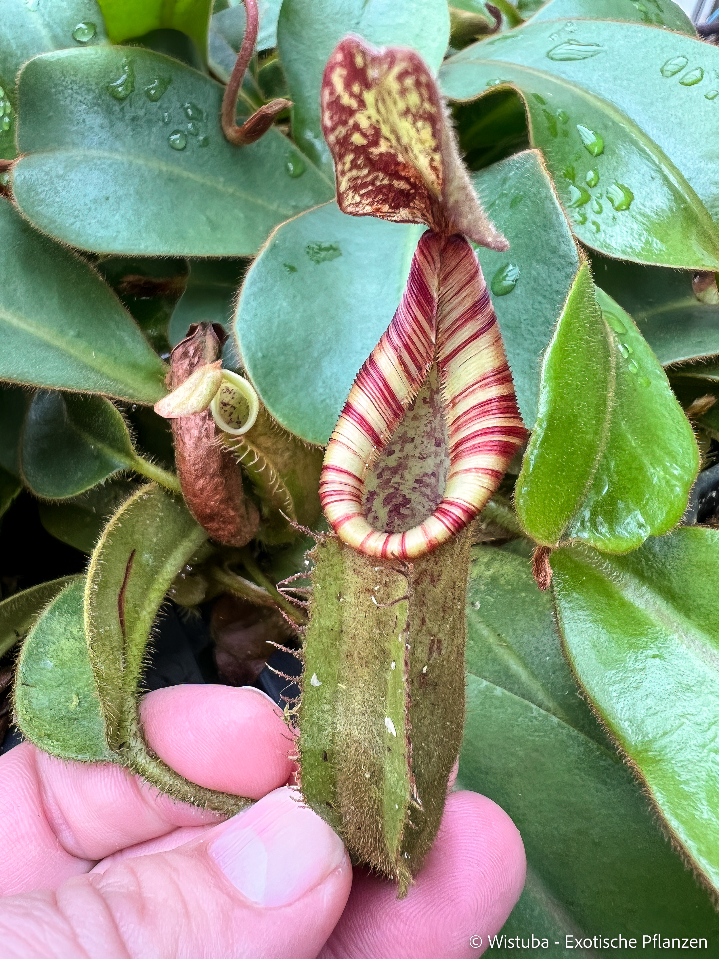 Nepenthes (mollis x veitchii) x veitchii
