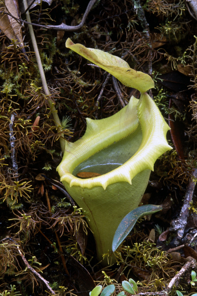 Nepenthes flava (Sumatra)