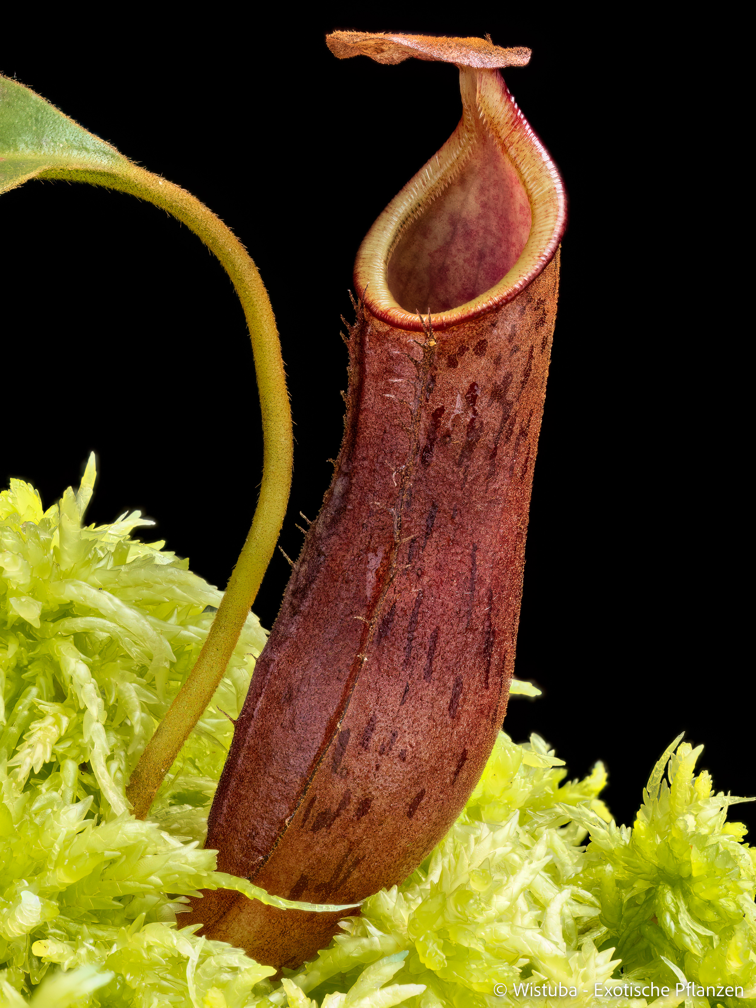 Nepenthes epiphytica x deaniana