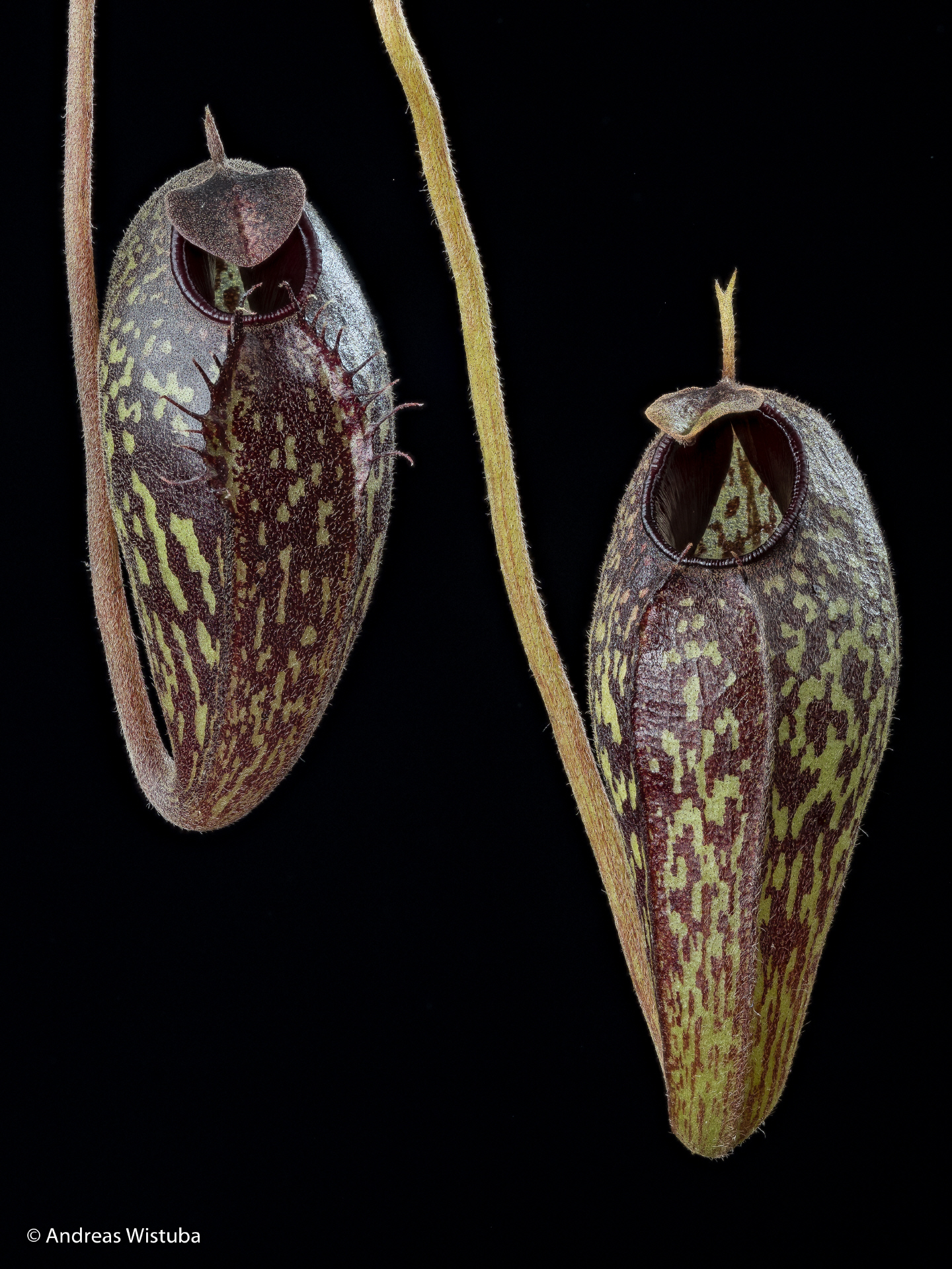 Nepenthes aristolochioides (Sumatra)