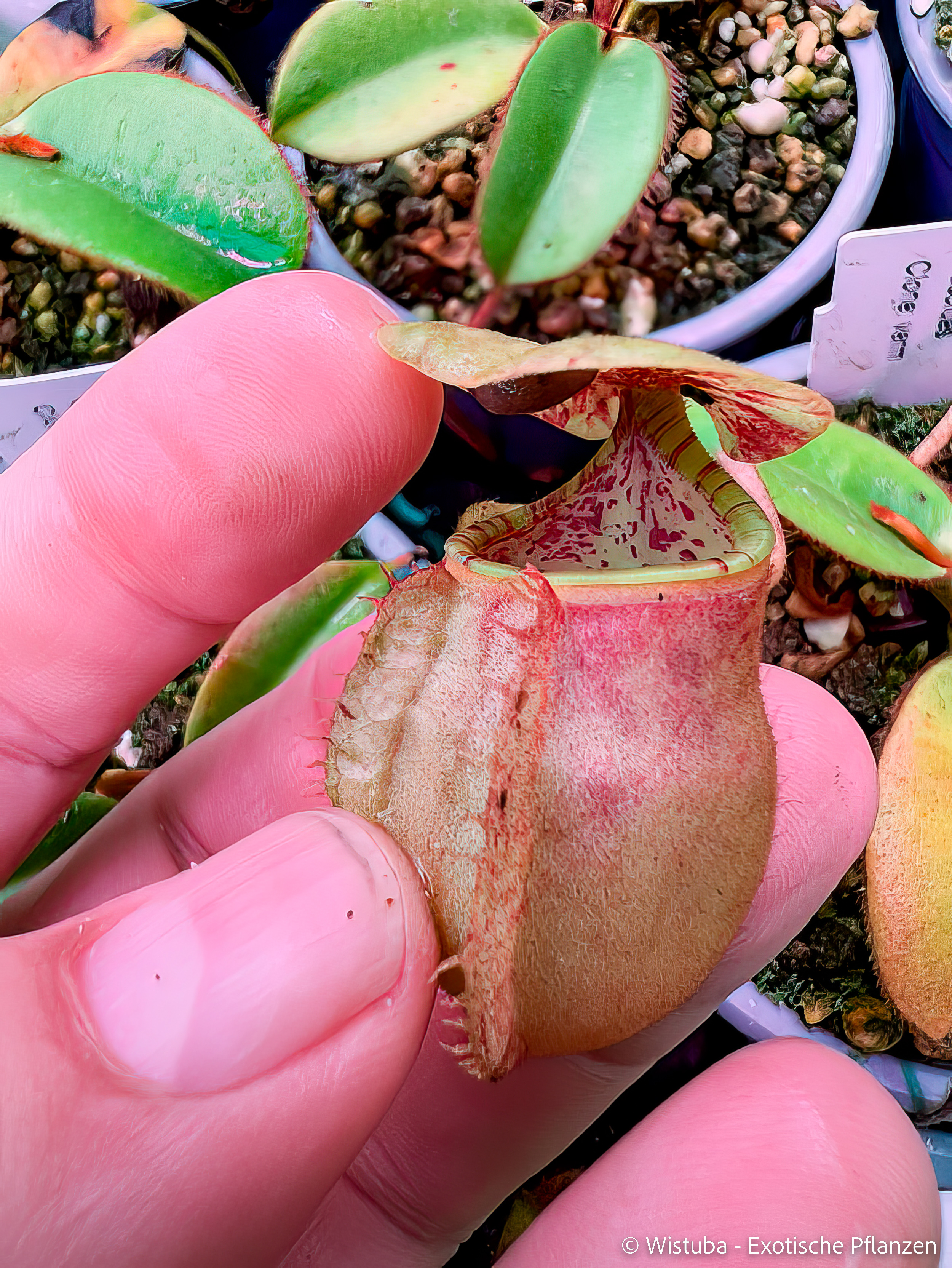 Nepenthes erucoides (Dinagat, Philippines)