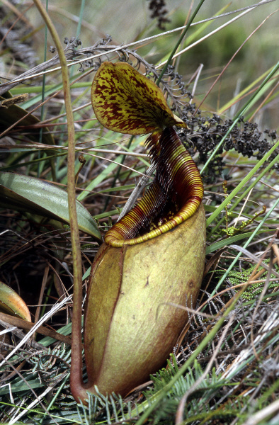 Nepenthes mantalingajanensis (Mt. Mantalingajan)