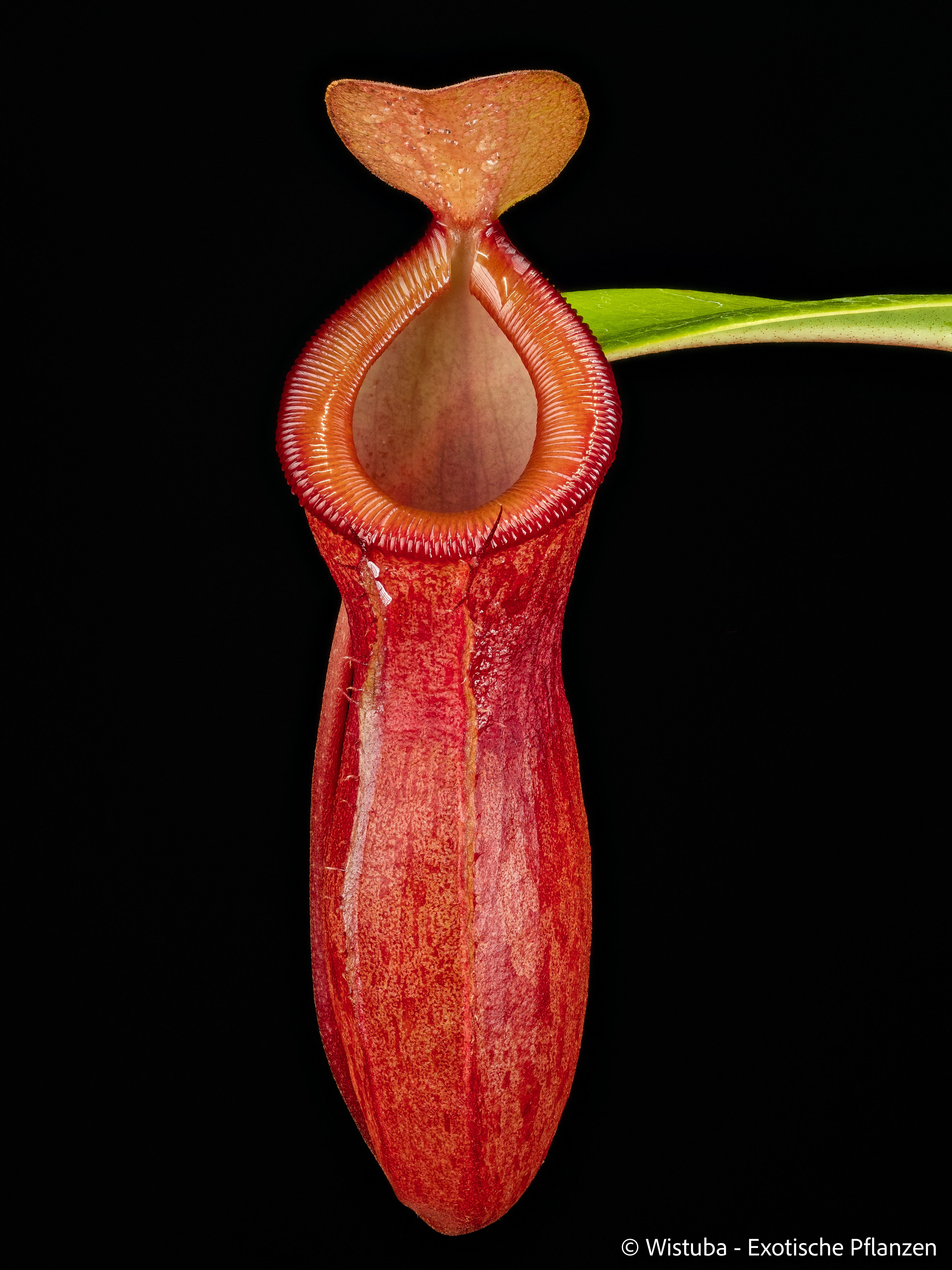 Nepenthes burkei x dubia