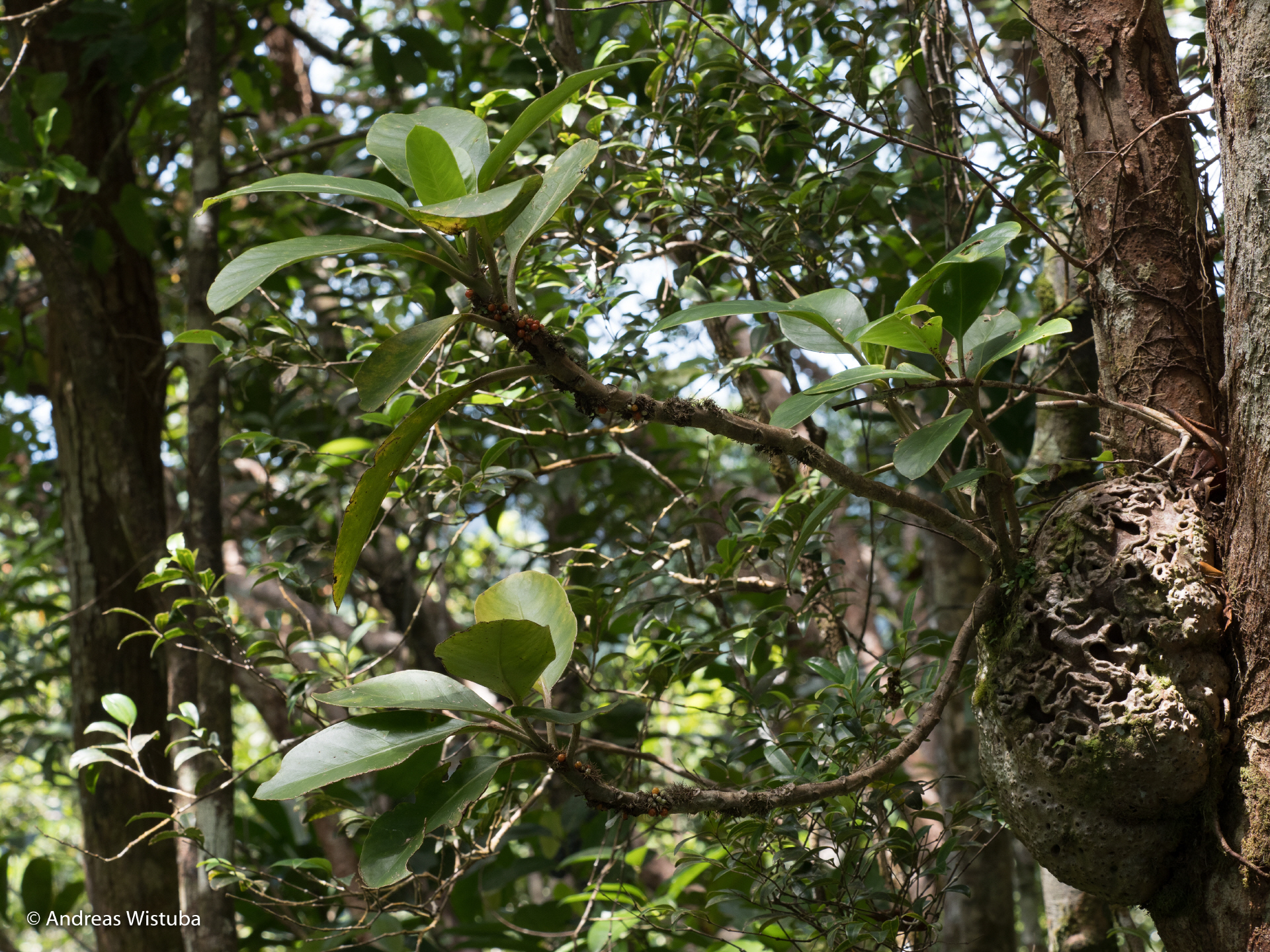 Anthorrhiza recurvispina (?) (Missima Island, PNG)